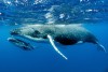 صدای مسحور کننده نهنگ و آرامش اقیانوس+فیلم
