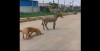 نبرد ناموفق دو سگ با یک الاغ!+فیلم