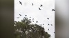 مرگ ده‌ها پرنده با قطع یک درخت در هند + فیلم
