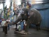 پرستش فیل در هند خبر ساز شد+ فیلم