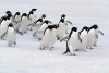 رژه نظامی پنگوئن ها+ فیلم