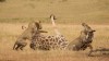 شکار زرافه نگون بخت توسط گله شیرها+ فیلم
