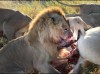 شیر‌ها یک ایمپالا را شکار کردند و در چند دقیقه خوردند!+ فیلم