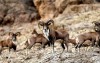 گله پرجمعیت گوسفندان وحشی در پارک ملی توران+ فیلم