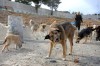 با پرسه ۳ میلیونی سگ‌های ولگرد در ایران چه باید کرد؟